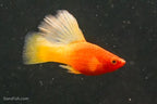 Fancy Sunrise High Fin Platy