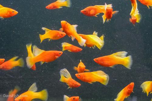 Fancy Sunrise High Fin Platy