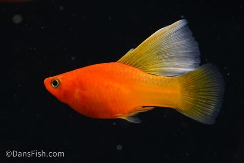 Fancy Sunrise High Fin Platy