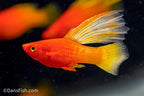 Fancy Sunrise High Fin Platy