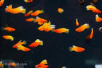 Fancy Sunrise High Fin Platy