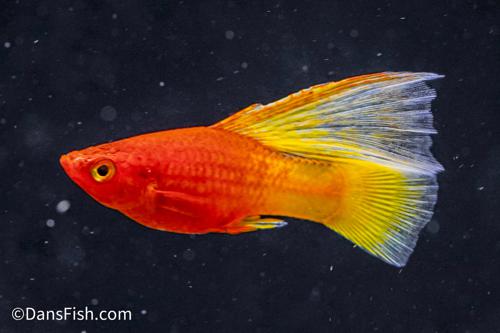 Fancy Sunrise High Fin Platy