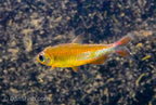 Fantastique Congo Tetra