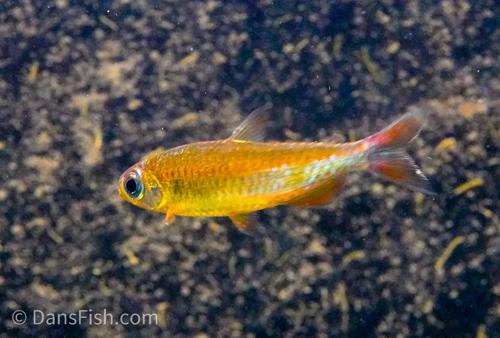 Fantastique Congo Tetra