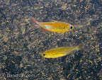 Fantastique Congo Tetra