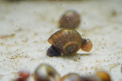 Feeder Snails small, (10 pack)