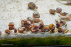 Feeder Snails small, (10 pack)