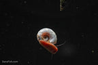 Feeder Snails small, (10 pack)