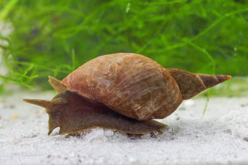 Feeder Snails small, (10 pack)