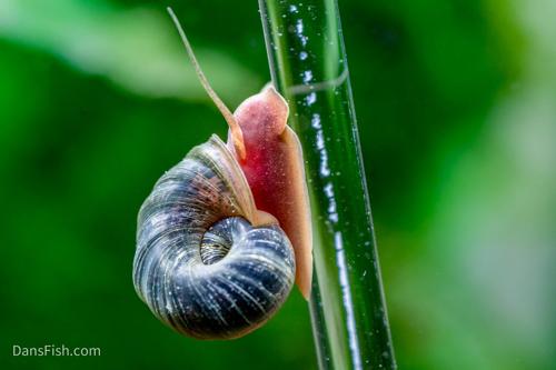 Feeder Snails small, (10 pack)
