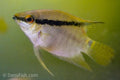 Festivum Cichlid 'Manapiare'