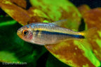 Fire Ant Tetra