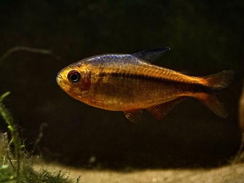 Fire Ant Tetra