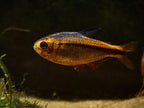 Fire Ant Tetra