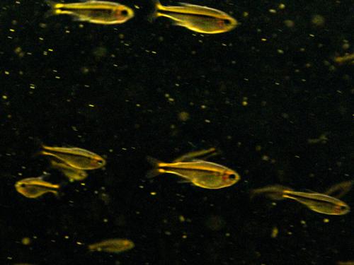 Fire Ant Tetra