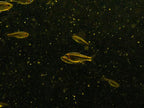 Fire Ant Tetra