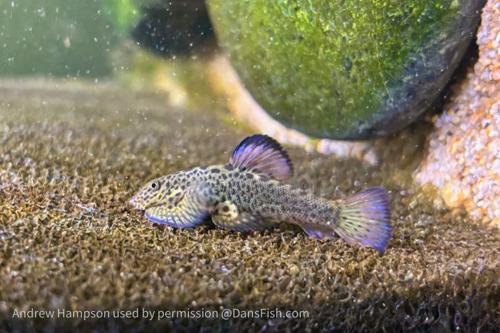 Firefin Hillstream Loach