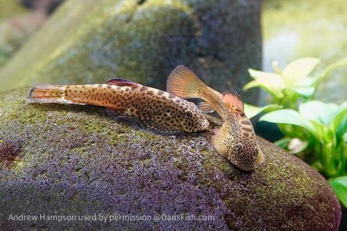 Firefin Hillstream Loach