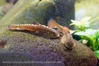 Firefin Hillstream Loach