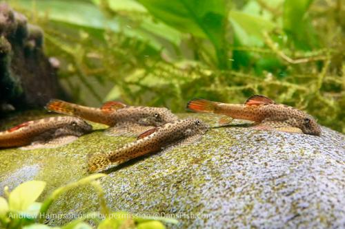 Firefin Hillstream Loach