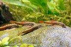 Firefin Hillstream Loach