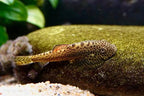 Firefin Hillstream Loach