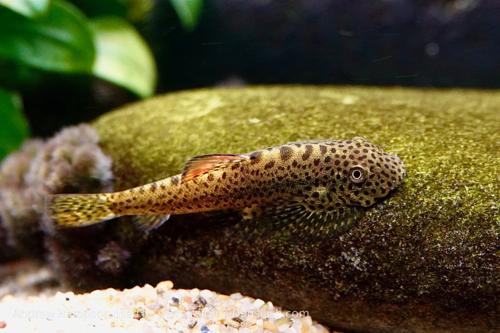 Firefin Hillstream Loach