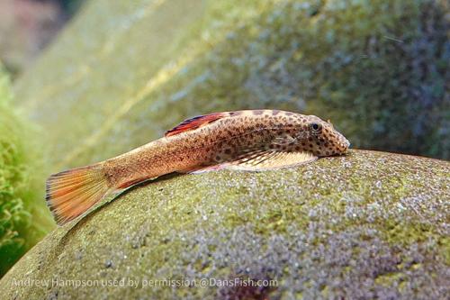 Firefin Hillstream Loach