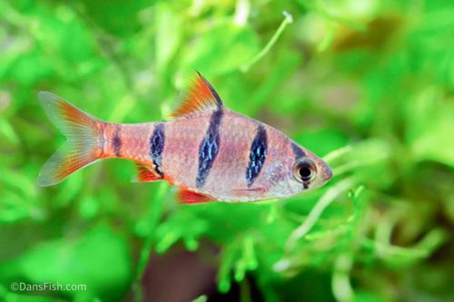 Five Banded Barb
