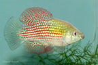 Florida Flag Fish