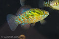 Florida Flag Fish