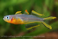 Fork Tail Blue Eye Rainbowfish