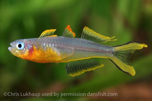 Fork Tail Blue Eye Rainbowfish