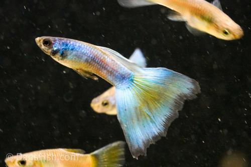 Full Green Guppy