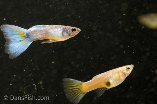 Full Green Guppy