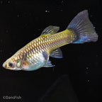 Full Green Guppy