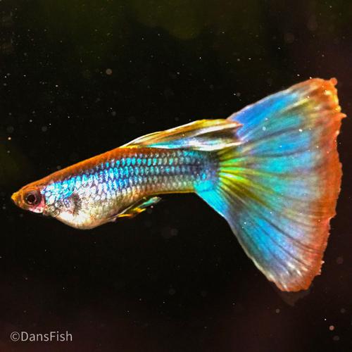 Full Green Guppy