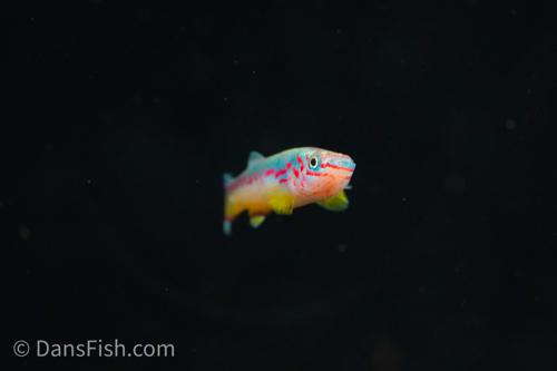 Fundulopanchax amieti
