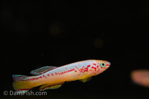 Fundulopanchax amieti