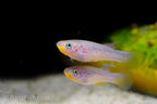 Fundulopanchax amieti