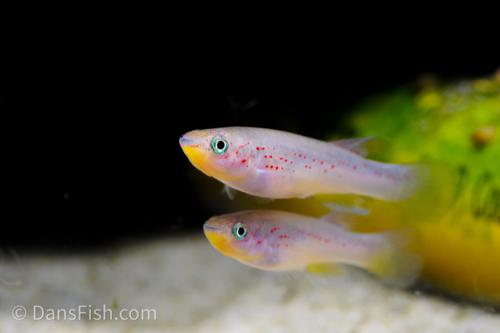 Fundulopanchax amieti