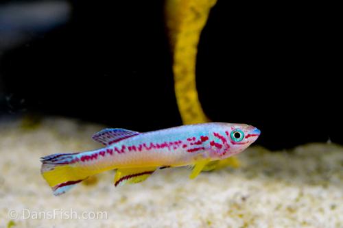Fundulopanchax amieti
