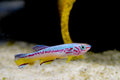 Fundulopanchax amieti