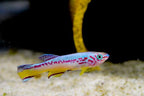 Fundulopanchax amieti