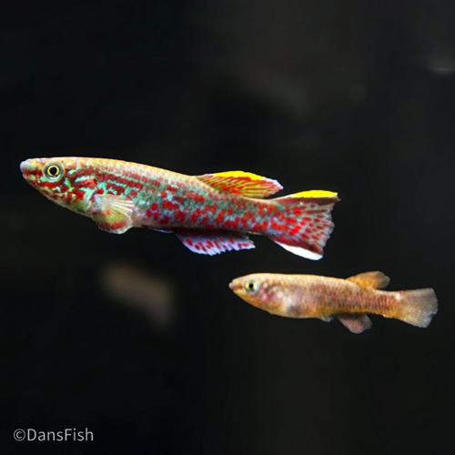 Fundulopanchax gardneri