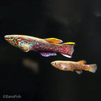 Fundulopanchax gardneri