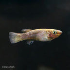 Fundulopanchax gardneri