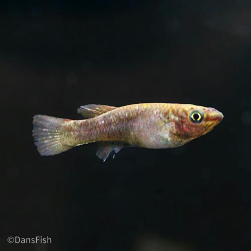 Fundulopanchax gardneri