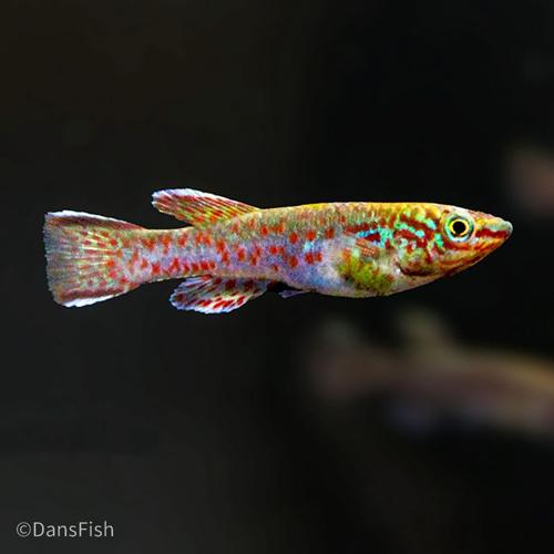 Fundulopanchax gardneri