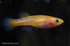 Fundulopanchax gardneri 'Gold'